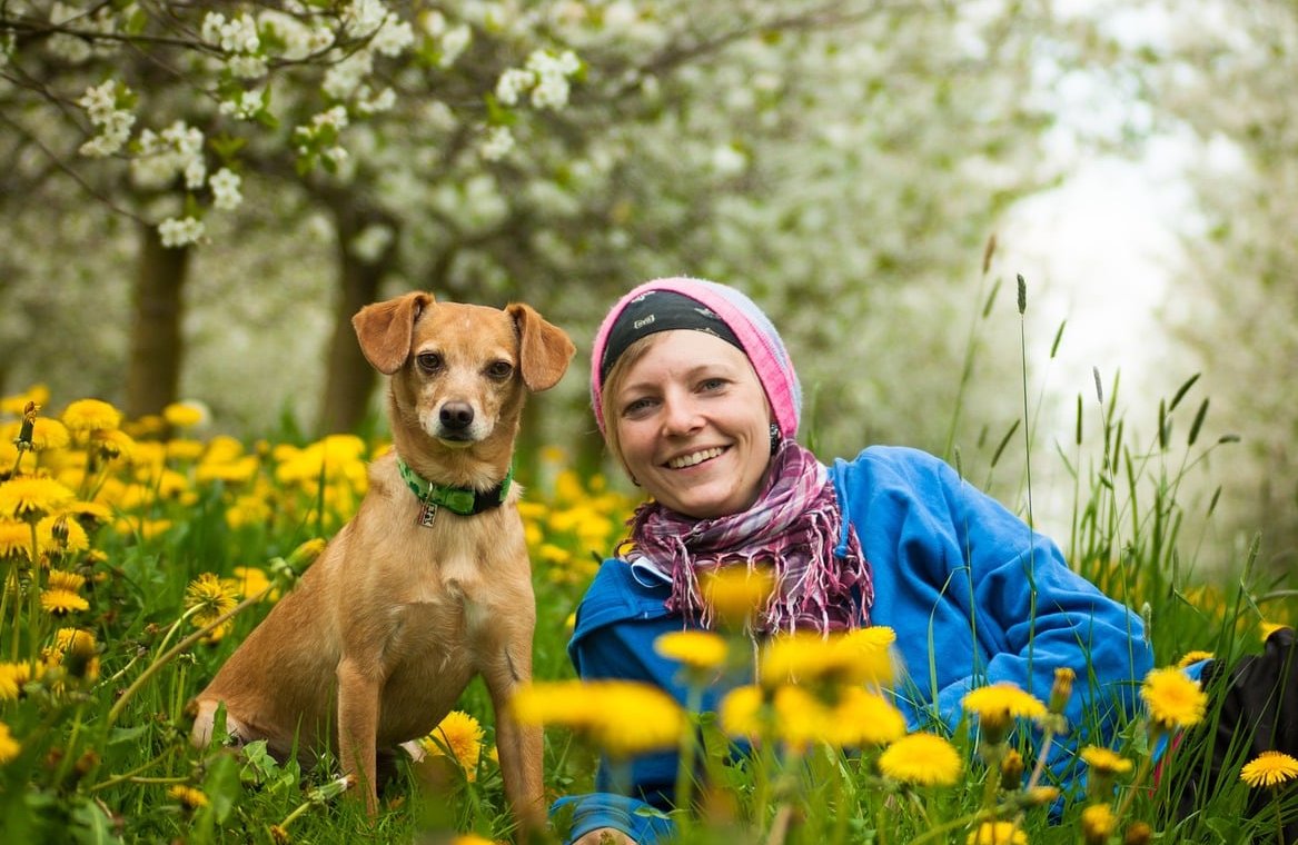 veterinarian examining dog